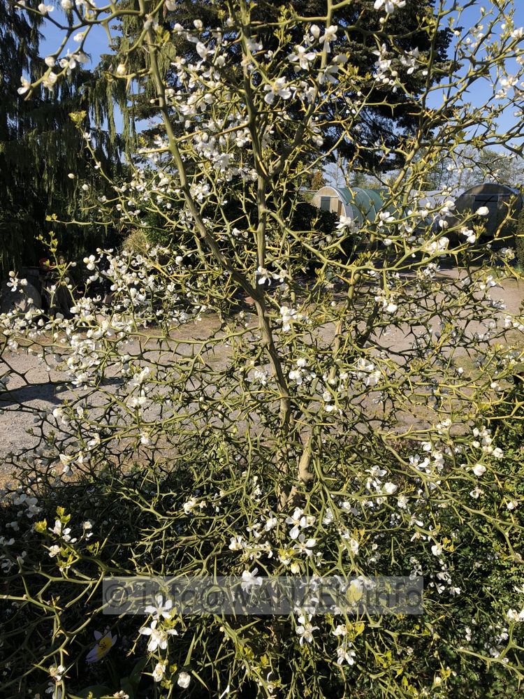 Poncirus trifoliata - Sol 002.JPG